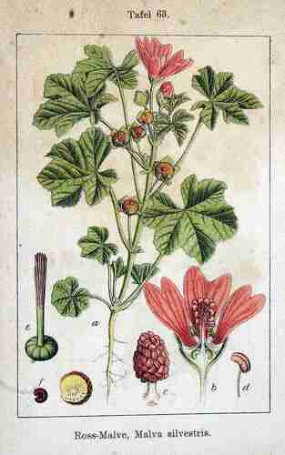 Illustration Malva sylvestris, Par Krause E.H.L., Sturm J., Lutz K.G. (Flora von Deutschland in Abbildungen nach der Natur, Zweite auflage, vol. 6: t. 63 ; 1902), via plantillustrations.org 