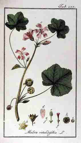 Illustration Malva pusilla, Afbeeldingen der artseny-gewassen met derzelver Nederduitsche en Latynsche beschryvingen (vol. 3: t. 277 ; 1796), via plantillustrations.org 