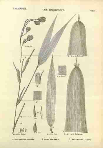 Illustration Phyllostachys nidularia, Par Camus E.G. (Les bambuse?es, Atlas, vol. 2: t. 36, fig. A ; 1913), via plantillustrations.org 