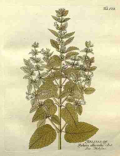 Illustration Melissa officinalis altissima, Par Vietz F.B. (Icones plantarum medico-oeconomico-technologicarum, vol. 2: t. 128 ; 1804), via plantillustrations 