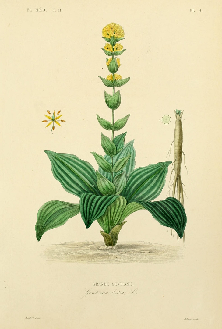 Illustration Gentiana lutea, Par Dupuis%2C+A.%2C+G%C3%A9rard%2C+F.%2C+R%C3%A9veil%2C+G.%2C+r%C3%A8gne+v%C3%A9g%C3%A9tal%2C+Atlas+%281864-1871%29+R%C3%A8gne+V%C3%A9g%C3%A9tal%2C+Atlas+vol.+2+%281872%29+%5BFlore+m%C3%A9dicale+2%5D+t.+9, via plantillustrations 