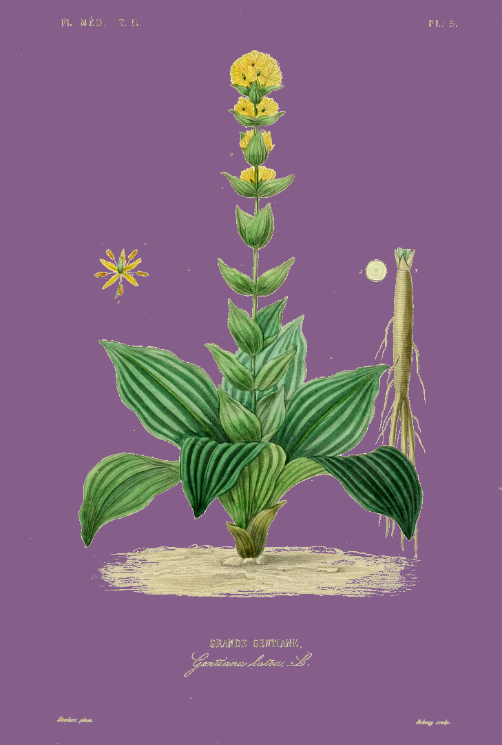 Illustration Gentiana lutea, Par Dupuis%2C+A.%2C+G%C3%A9rard%2C+F.%2C+R%C3%A9veil%2C+G.%2C+r%C3%A8gne+v%C3%A9g%C3%A9tal%2C+Atlas+%281864-1871%29+R%C3%A8gne+V%C3%A9g%C3%A9tal%2C+Atlas+vol.+2+%281872%29+%5BFlore+m%C3%A9dicale+2%5D+t.+9, via plantillustrations 