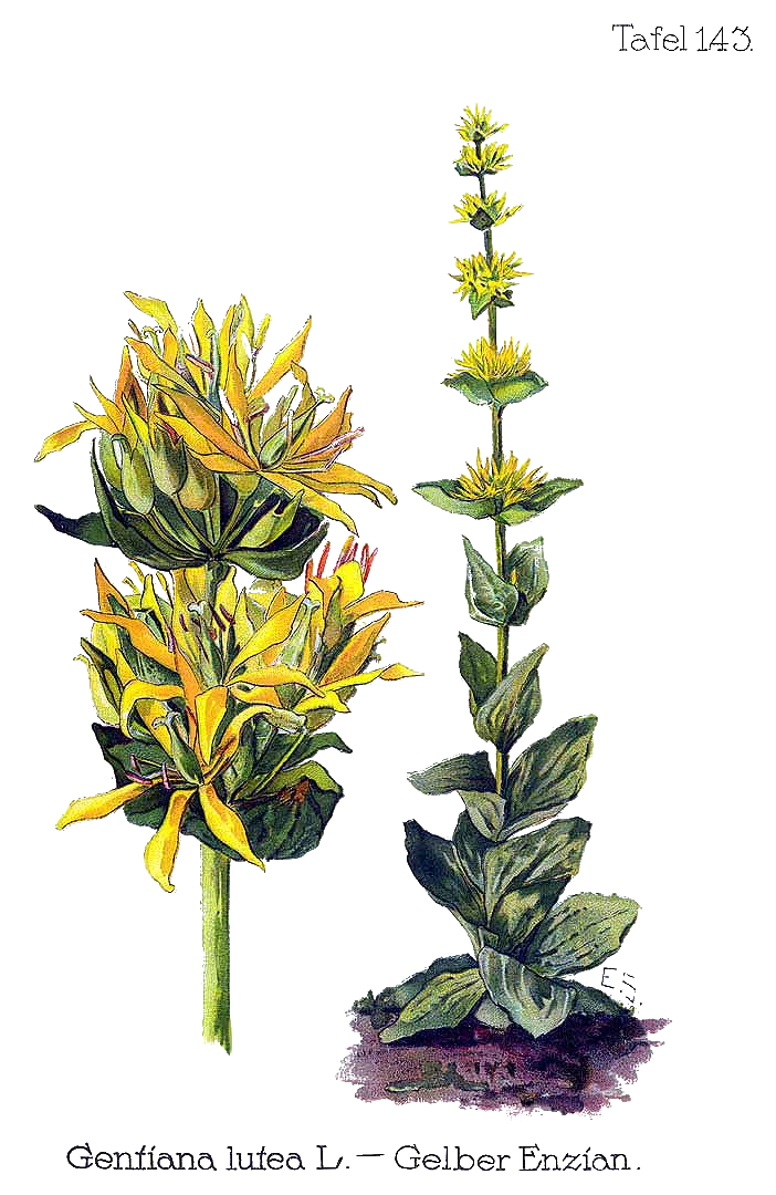 Illustration Gentiana lutea, Par Oltmanns+F.+%28Pflanzenleben+des+Schwarzwaldes%2C+t.+143%2C+1927%29+%5BE.S.%5D, via plantillustrations 