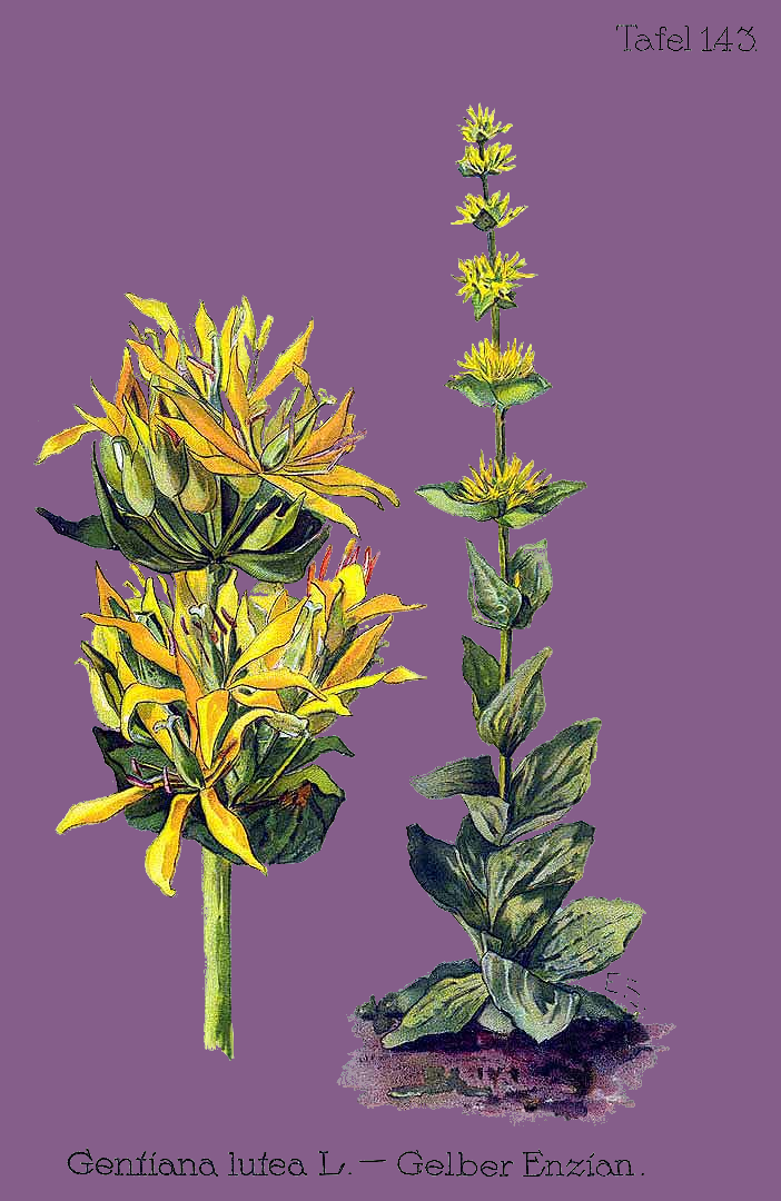Illustration Gentiana lutea, Par Oltmanns+F.+%28Pflanzenleben+des+Schwarzwaldes%2C+t.+143%2C+1927%29+%5BE.S.%5D, via plantillustrations 