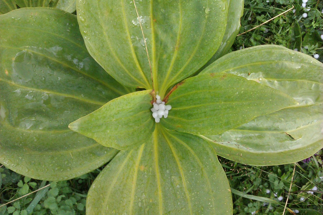 Illustration Gentiana lutea, Par Daniel Mietchen, via wikimedia 