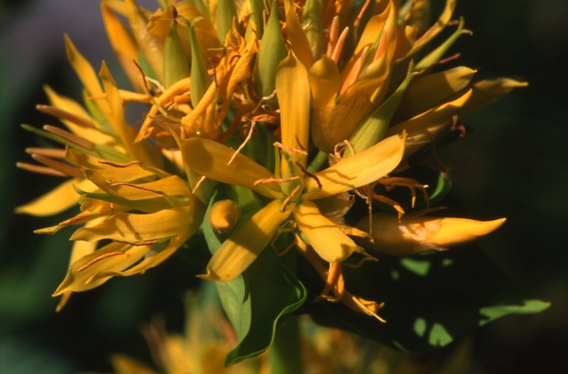 Illustration Gentiana lutea, Par Cptcv, via wikimedia 