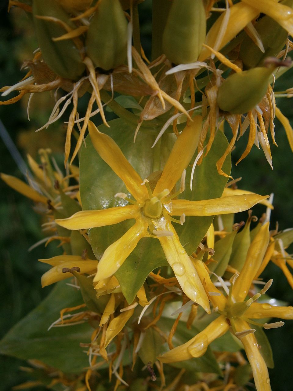 Illustration Gentiana lutea, Par Meneerke bloem, via wikimedia 