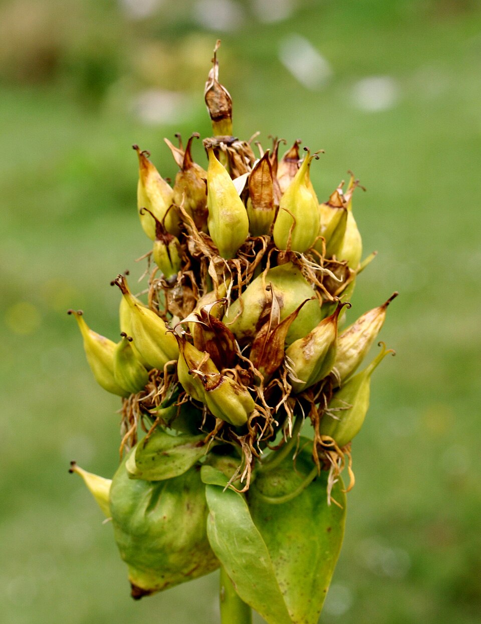 Illustration Gentiana lutea, Par Enrico Blasutto, via wikimedia 