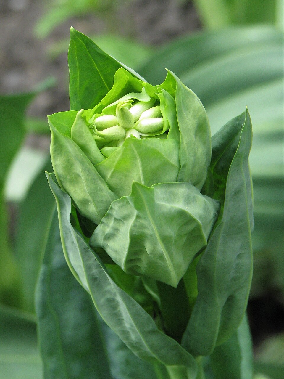 Illustration Gentiana lutea, Par Agnieszka+Kwiecie%C5%84%2C+Nova, via wikimedia 