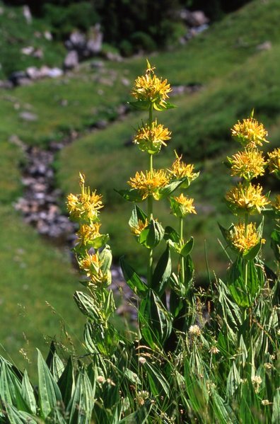 Illustration Gentiana lutea, Par Javier martin, via wikimedia 