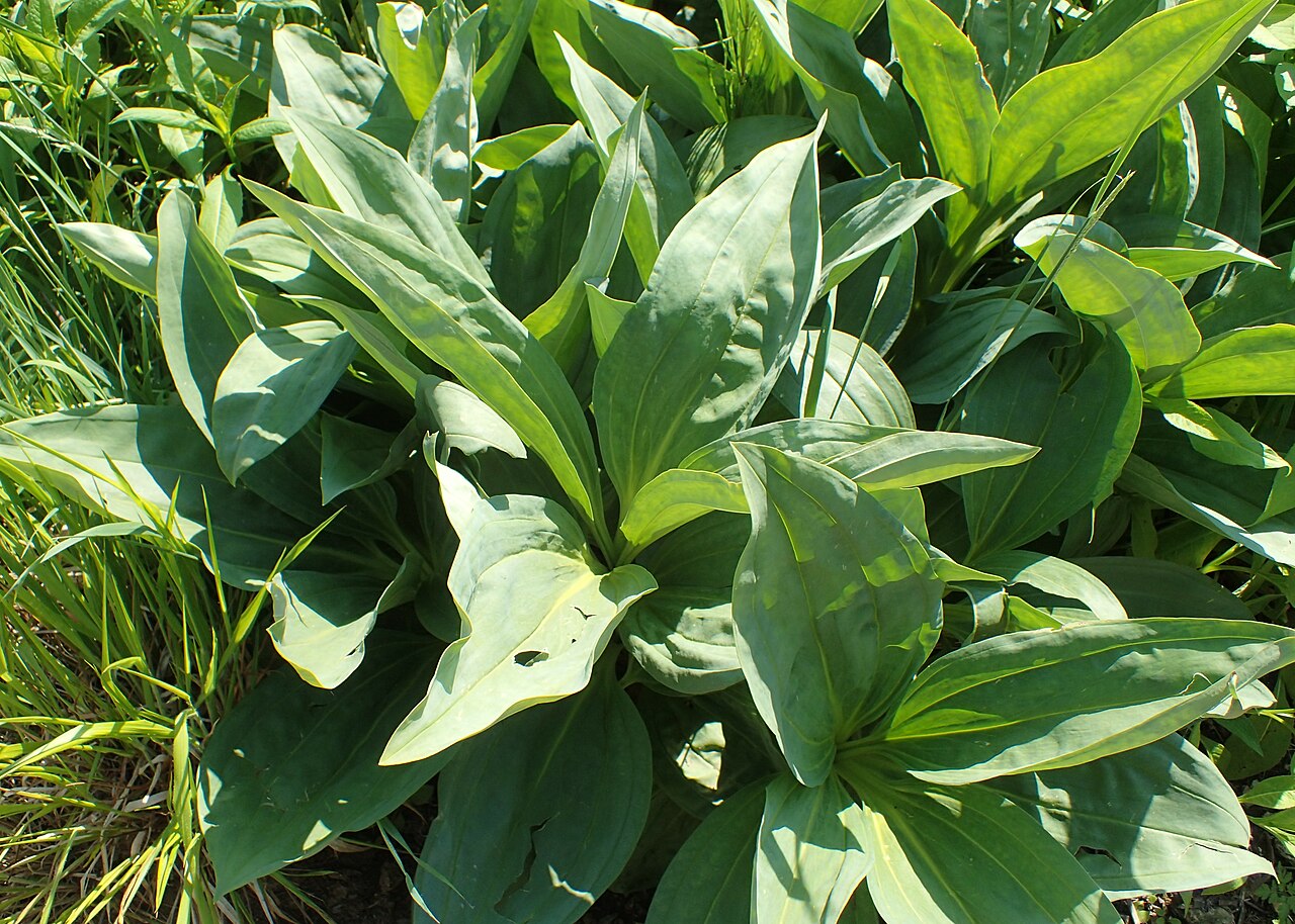 Illustration Gentiana lutea, Par Dupuis%2C+A.%2C+G%C3%A9rard%2C+F.%2C+R%C3%A9veil%2C+G.%2C+r%C3%A8gne+v%C3%A9g%C3%A9tal%2C+Atlas+%281864-1871%29+R%C3%A8gne+V%C3%A9g%C3%A9tal%2C+Atlas+vol.+2+%281872%29+%5BFlore+m%C3%A9dicale+2%5D+t.+9, via plantillustrations 
