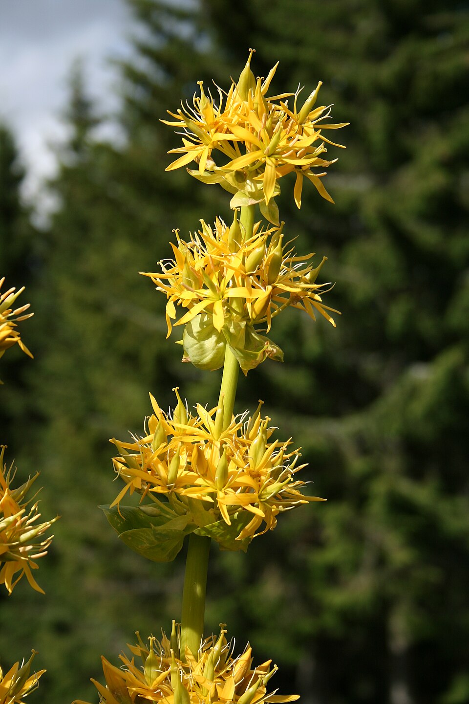 Illustration Gentiana lutea, Par Mathey+J%C3%A9rome, via wikimedia 