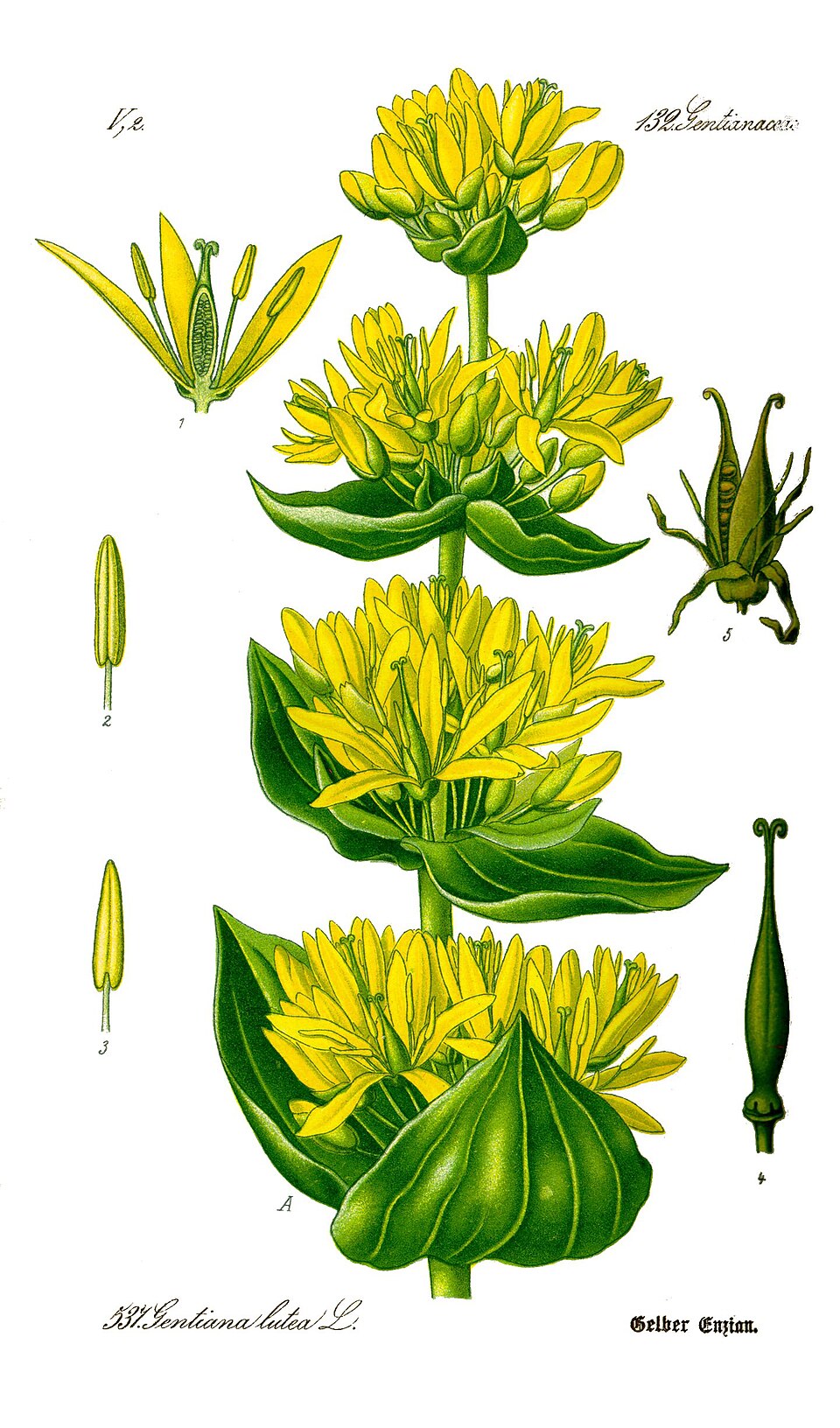 Illustration Gentiana lutea, Par Prof.+Dr.+Otto+Wilhelm+Thom%C3%A9+Flora+von+Deutschland%2C+%C3%96sterreich+und+der+Schweiz+1885%2C+Gera%2C+Allemagne, via wikimedia 