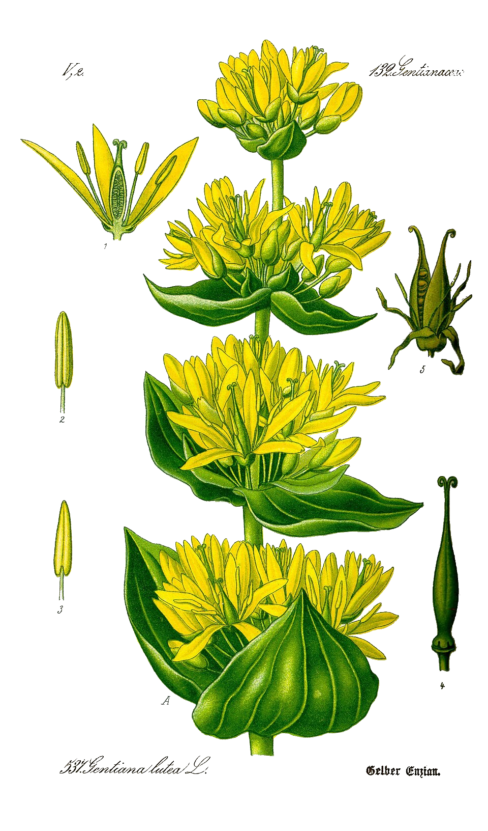Illustration Gentiana lutea, Par Prof.+Dr.+Otto+Wilhelm+Thom%C3%A9+Flora+von+Deutschland%2C+%C3%96sterreich+und+der+Schweiz+1885%2C+Gera%2C+Allemagne, via wikimedia 