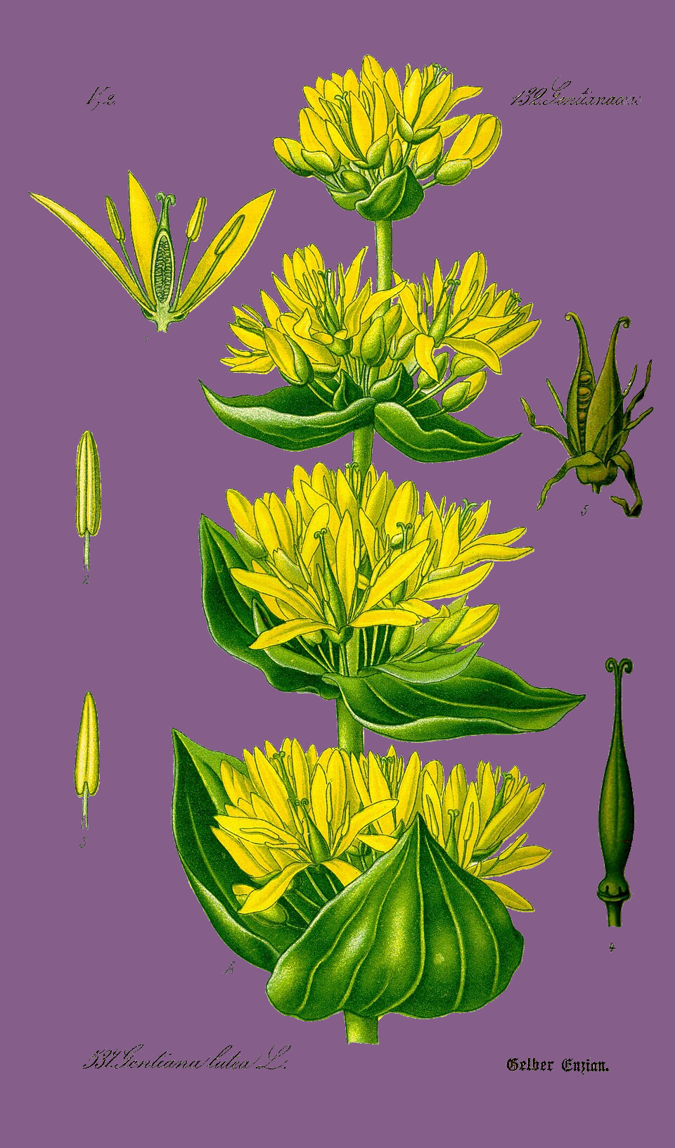 Illustration Gentiana lutea, Par Prof.+Dr.+Otto+Wilhelm+Thom%C3%A9+Flora+von+Deutschland%2C+%C3%96sterreich+und+der+Schweiz+1885%2C+Gera%2C+Allemagne, via wikimedia 