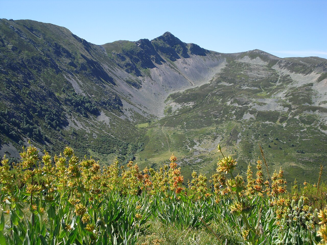 Illustration Gentiana lutea, Par Pablo+Pereira+Gonz%C3%A1lez, via wikimedia 