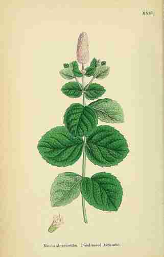 Illustration Mentha x villosa, Par Sowerby J.E. (English Botany, or Coloured Figures of British Plants, 3th ed., vol. 7: t. 1021 ; 1867), via plantillustrations.org 