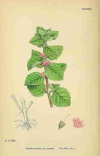 Illustration Mentha arvensis, Par , via plantillustrations 