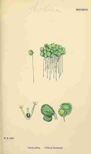 Illustration Lemna gibba, Par Sowerby J.E. (English Botany, or Coloured Figures of British Plants, 3th ed., vol. 9: t. 1396, 1869), via plantillustrations.org 