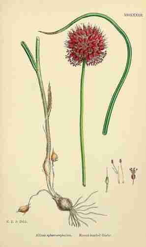 Illustration Allium vineale, Par Sowerby J.E. (English Botany, or Coloured Figures of British Plants, 3th ed., vol. 9: t. 1533 ; 1869), via plantillustrations 