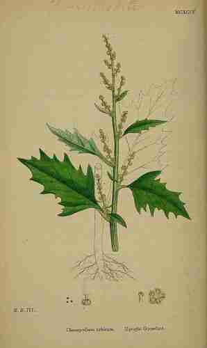 Illustration Chenopodium urbicum, Par Sowerby J.E. (English Botany, or Coloured Figures of British Plants, 3th ed., vol. 8: t. 1194 ; 1868), via plantillustrations.org 