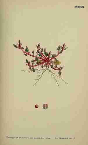 Illustration Chenopodium rubrum, Par Sowerby J.E. (English Botany, or Coloured Figures of British Plants, 3th ed., vol. 8: t. 1197 ; 1868), via plantillustrations.org 