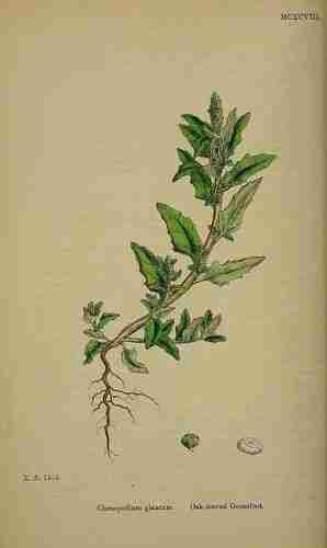 Illustration Chenopodium glaucum, Par Sowerby J.E. (English Botany, or Coloured Figures of British Plants, 3th ed., vol. 8: t. 1198 ; 1868), via plantillustrations.org 