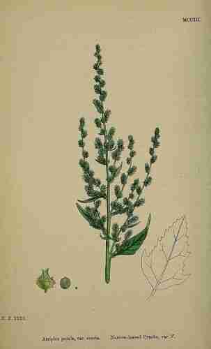 Illustration Atriplex patula, Par Sowerby J.E. (English Botany, or Coloured Figures of British Plants, 3th ed., vol. 8: t. 1203 ; 1868), via plantillustrations.org 