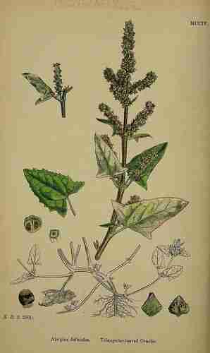 Illustration Atriplex prostrata, Par Sowerby J.E. (English Botany, or Coloured Figures of British Plants, 3th ed., vol. 8: t. 1204 ; 1868), via plantillustrations.org 