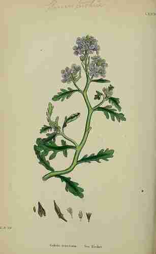 Illustration Cakile maritima, Par Sowerby J.E. (English Botany, or Coloured Figures of British Plants, 3th ed., vol. 1: t. 79 ; 1863), via plantillustrations.org 