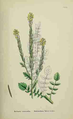 Illustration Barbarea intermedia, Par Sowerby J.E. (English Botany, or Coloured Figures of British Plants, 3th ed., vol. 1: t. 123 ; 1863), via plantillustrations.org 