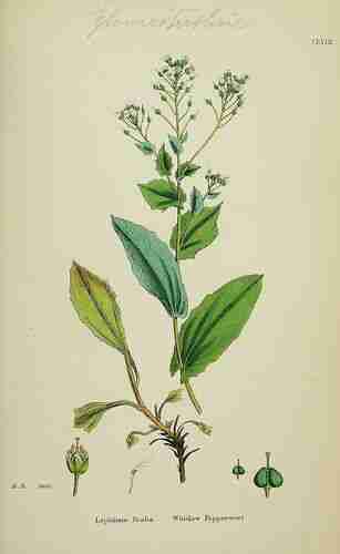 Illustration Lepidium draba, Par Sowerby J.E. (English Botany, or Coloured Figures of British Plants, 3th ed., vol. 1: t. 158, 1863), via plantillustrations.org 