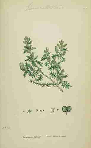 Illustration Lepidium didymum, Par Sowerby J.E. (English Botany, or Coloured Figures of British Plants, 3th ed., vol. 1: t. 159, 1863), via plantillustrations.org 
