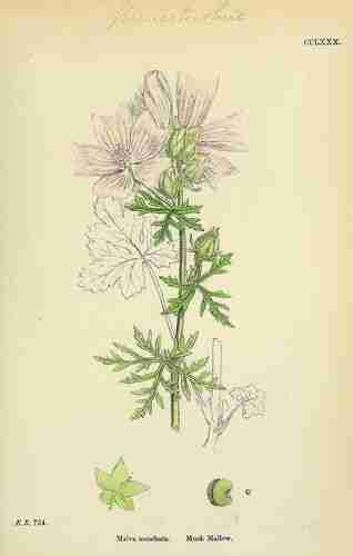 Illustration Malva moschata, Par Sowerby J.E. (English Botany, or Coloured Figures of British Plants, 3th ed., vol. 2: t. 280 ; 1864), via plantillustrations.org 