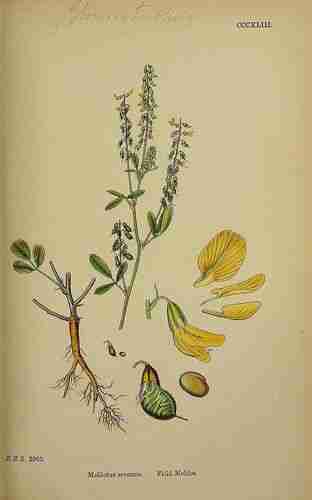 Illustration Melilotus officinalis, Par Sowerby J.E. (English Botany, or Coloured Figures of British Plants, 3th ed., vol. 3: t. 343 ; 1864), via plantillustrations.org 