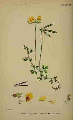 Illustration Lotus corniculatus, Par Sowerby J.E. (English Botany, or Coloured Figures of British Plants, 3th ed., vol. 3: t. 368, 1864), via plantillustrations.org 