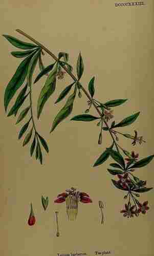 Illustration Lycium barbarum, Par Sowerby J.E. (English Botany, or Coloured Figures of British Plants, 3th ed., vol. 6: t. 933, 1866), via plantillustrations.org 