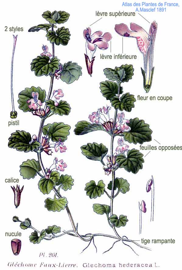 Illustration Glechoma hederacea, Par Am%C3%A9d%C3%A9e+Masclef+%281858%E2%80%931916%29, via wikimedia 