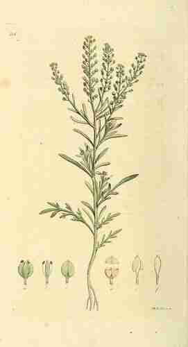 Illustration Lepidium ruderale, Par Svensk botanik [J.W. Palmstruch et al] (vol. 5: t. 321, 1807), via wikimedia 