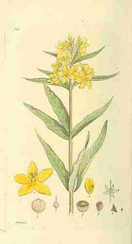 Illustration Lysimachia vulgaris, Svensk botanik [J.W. Palmstruch et al] (vol. 5: t. 345, 1807), via plantillustrations.org 