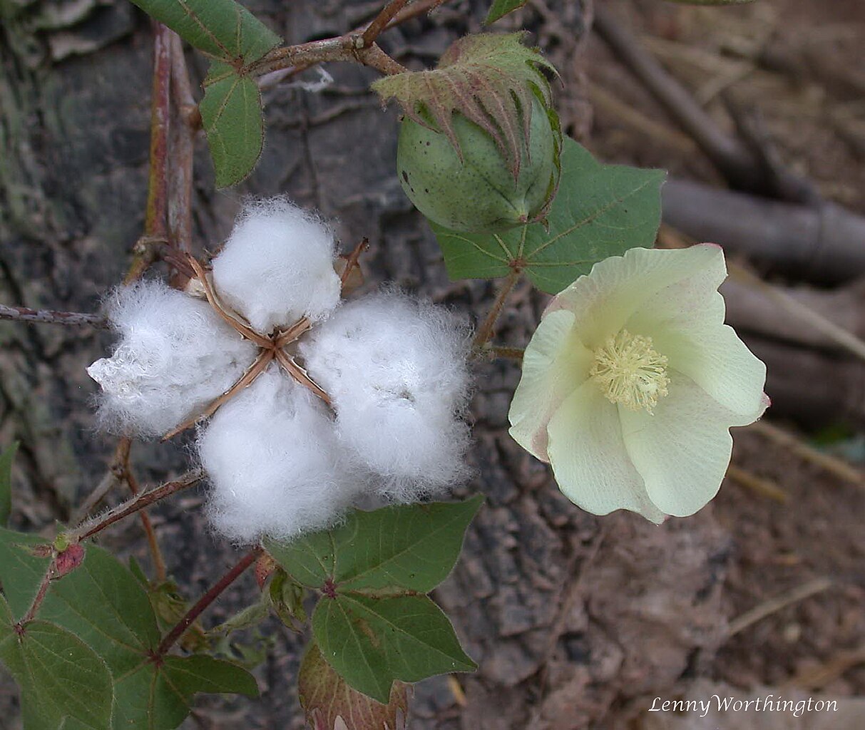 Illustration Gossypium arboreum, Par Len Worthington, via wikimedia 