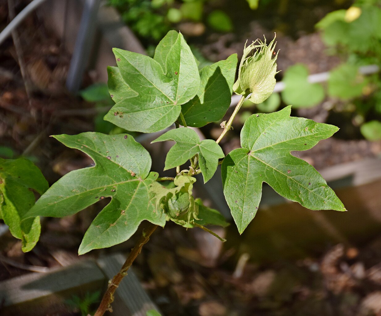 Illustration Gossypium arboreum, Par Krzysztof Golik, via wikimedia 