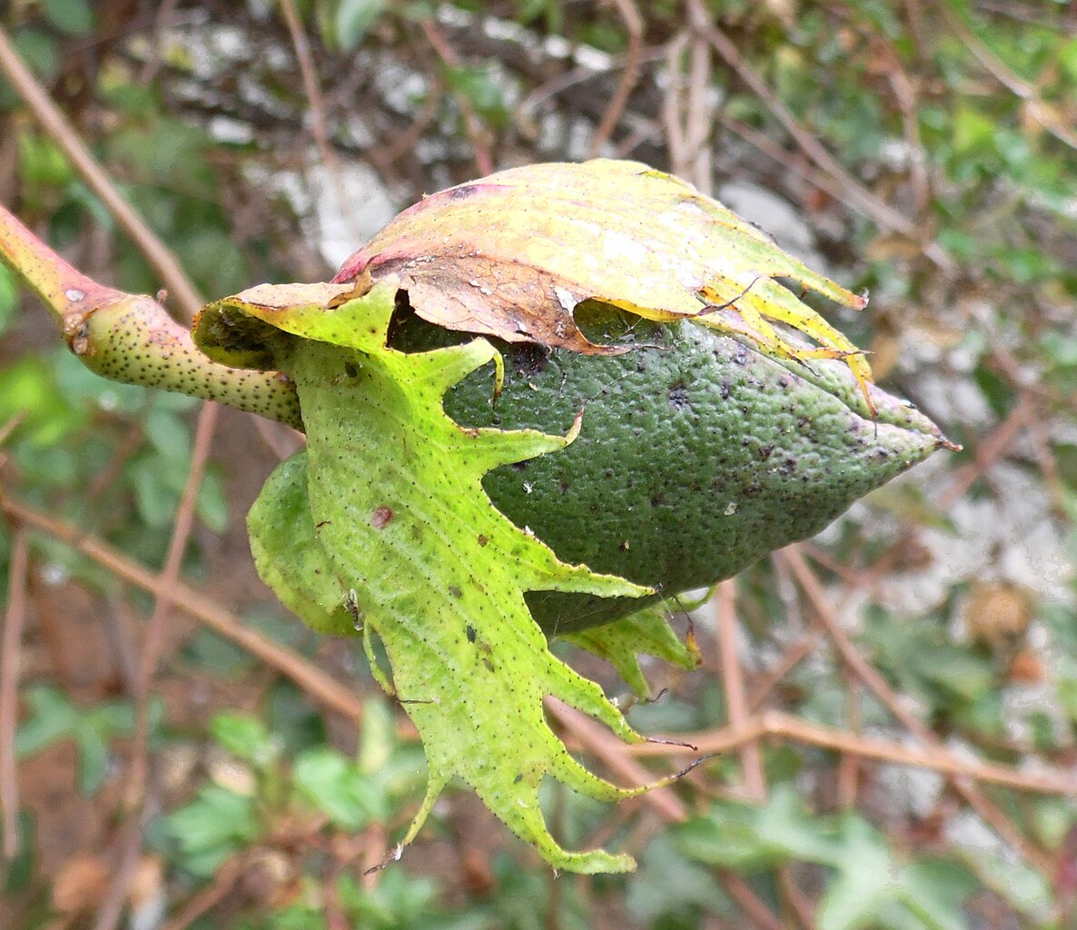 Illustration Gossypium arboreum, Par Krzysztof+Ziarnek%2C+Kenraiz, via wikimedia 