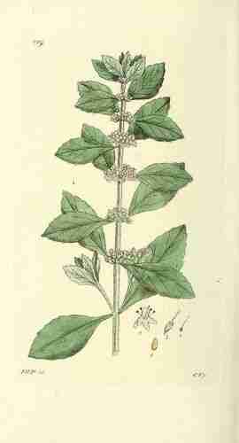 Illustration Mentha arvensis, Par Svensk botanik [J.W. Palmstruch et al], vol. 4: t. 279 ; 1807, via plantillustrations 