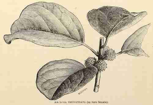 Illustration Maclura tricuspidata, The florist and pomologist (vol. 1873, 1839), via plantillustrations.org 