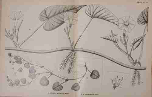 Illustration Ipomoea aquatica, Par Indian medicinal plants (vol. 4: t. 665, fig. A), via plantillustrations 