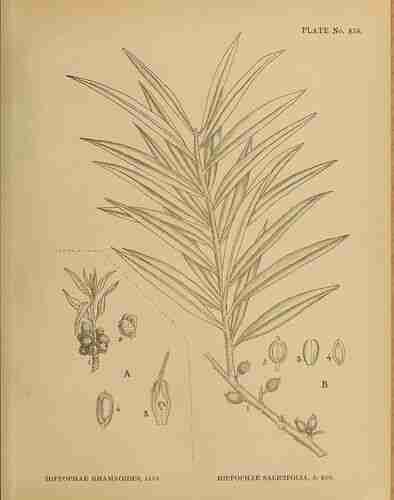 Illustration Hippophae salicifolia, Par Kirtikar K.R., Basu B.D. (Indian medicinal plants, Plates, vol. 5: t. 838, fig. rig