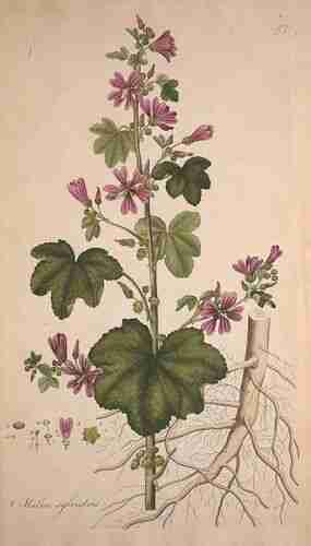 Illustration Malva sylvestris, Par Curtis W. (Flora Londinensis, vol. 2: t. 51 ; 1777-1778), via plantillustrations.org 