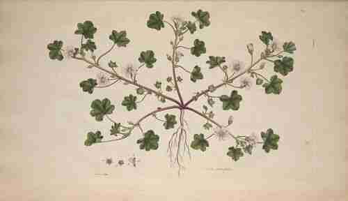 Illustration Malva pusilla, Curtis W. (Flora Londinensis, vol. 3: t. 43[157], 1778-1781), via plantillustrations.org 