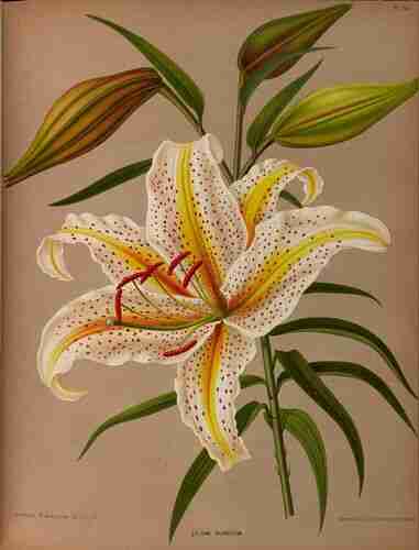 Illustration Lilium auratum, Par Eeden A.C. van, Album van Eeden (Haarlem´s flora, afbeeldingen in kleurendruk van verschillende bol- en knolgewassen, p. 51, t. 69, 1872-1881), via plantillustrations.org 